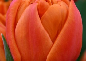 Tulipa Gaston ® (3)